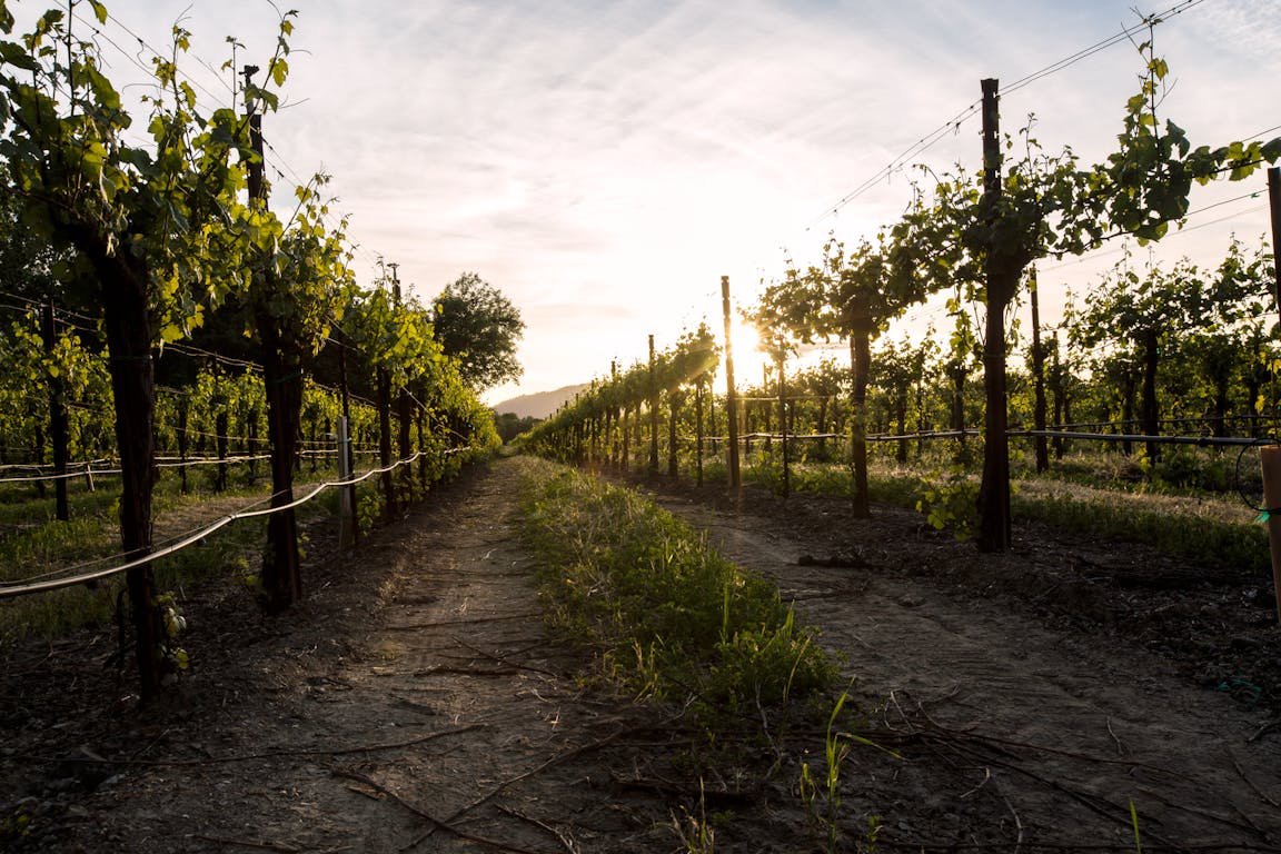 Huckleberry Snodgrass vineyard