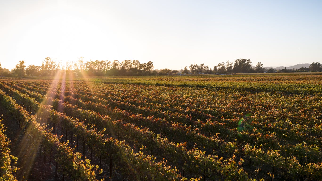 Tri-County vineyard